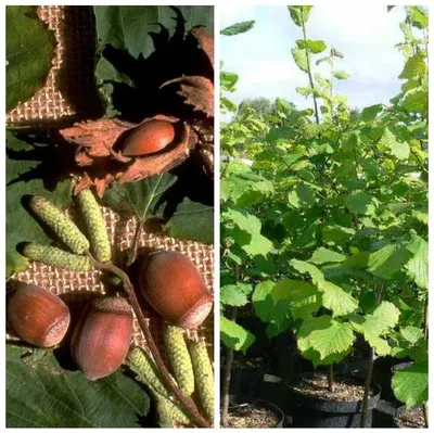 Produktbild von Haselnuss 'Nottinghams Fruchtbare'
