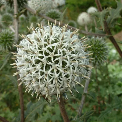 Obrázok produktu pre 6 ks kogeldištel – Echinops sphaerocephalus 'Artic Glow' | Kvetináč 9 cm x 9 cm