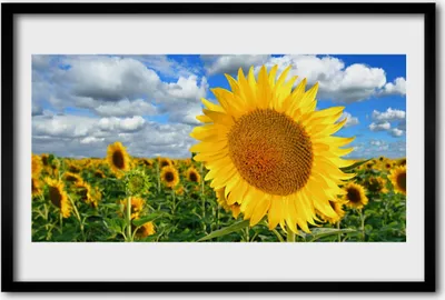 Produktbild von Bild 60x40 MDF-Rahmen Wandkunst Sonnenblume Pflanze