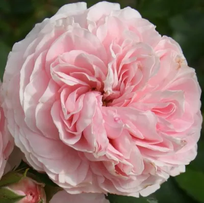 Produktbild von Rosa  - Kordes Beetrose - Rosa 'Larissa'®