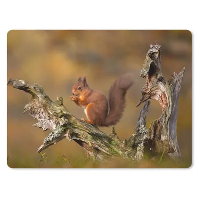 Produktbild von MuchoWow® Mauspad Mousepad Eichhörnchen - Baumstamm - Wald 23x19 cm - Mousepads - Maus Mat - Pad - Mausunterlage - Schreibtischunterlage - Mauspad