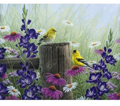 Obrázek produktu pro Malování podle čísel - ZLATOHLAVÍ PTÁCI  na rámu 40 x 50 cm