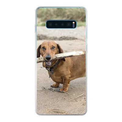 Produktbild von MuchoWow® Handyhülle Schutzhülle Hülle für Samsung Galaxy S10 Lite Ein schöner Dackel mit einem Stock im Maul Silikon Softcase Handy Hülle - Schutz