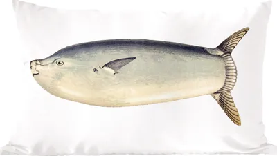 Produktbild von MuchoWow® Zierkissen Sofakissen Wohnzimmer Dekokissen 50x30 cm Fische - Realismus - Mondfisch - Wohnzimmerdekoration - Polster mit Photo
