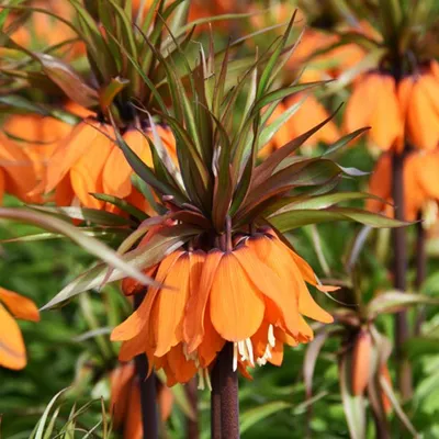 Produktbild von Blumenzwiebeln Zwiebeln Blumen Fritillaria Schachblume Sunset 1 St.