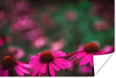 Produktbild von MuchoWow® Poster Rosa Dahlien 30x20 cm - Plakate - Print
