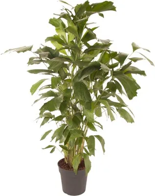 Productafbeelding van Famanu Caryota Mitis - 150 cm - diameter 27 cm