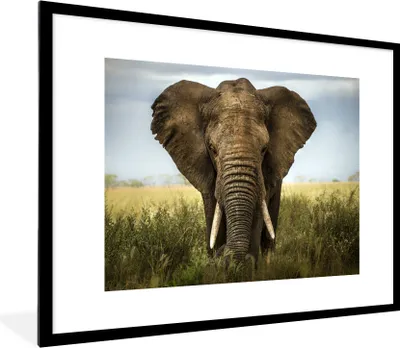 Produktbild von MuchoWow® Gerahmtes Poster Elefant - Natur - Gras - Tiere - Landschaft 80x60 cm - Poster mit Schwarzem Bilderrahmen Wandposter Rahmen Foto Bilder - Schlafzimmer-Dekorationen - Fotoposter