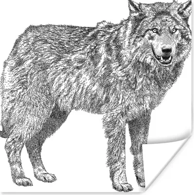 Produktbild von MuchoWow® Poster Wolf - Weiß - Skizze 100x100 cm - Babyzimmer