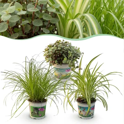 Image de Green boutiQ - Kamerplant - Cyperus - Calissia - Chlorophytum - Mix van 3 - Huisdiervriendelijke Planten - Groen - 3 Planten - Pot 12cm - Hoogte 20cm