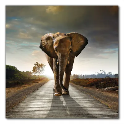 Produktbild von Wallario selbstklebende Möbelfolie/ Tischdecke für Innen und Außen, Größe: 100 x 100 cm - Elefant bei Sonnenaufgang in Afrika