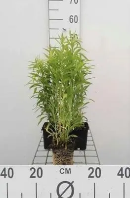 Image de 6 x Solidago hybr. 'Goldkind' ('golden baby') - Verge d'or - Pot 9 x 9 cm