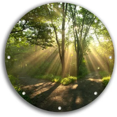 Produktbild von Wallario rundes Outdoor-Poster für Garten oder Balkon, Motiv Weggabelung im Sonnenschein, 30 cm Durchmesser