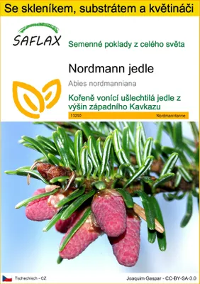 Obrázek produktu pro SAFLAX Kultivační sada - Nordmann jedle - Abies nordmanniana - 20 Semena - S mini skleníkem, pěstebním substrátem a 2 květináči