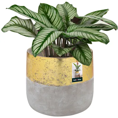 A potted plant with decorative leaves in a two-tone pot.
