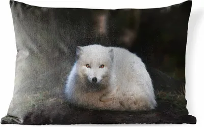 Produktbild von MuchoWow® Outdoor Kissen - Fuchs - Porträt - Weiß - 60x40 cm - Wetterfest - Lounge Kissen - Zierkissen - Kissen für Innenräume