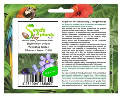 Produktbild von 10x Sisyrinchium bellum Mehrjährig Garten Pflanzen - Samen ID950