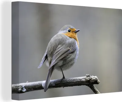 Zdjęcie produktu dla OneMillionCanvasses® - Obraz na płótnie - 140x90 cm, rudzik - gałąź - zima, dekoracja ścienna - zdjęcie na płótnie - obraz na drewnianej ramie