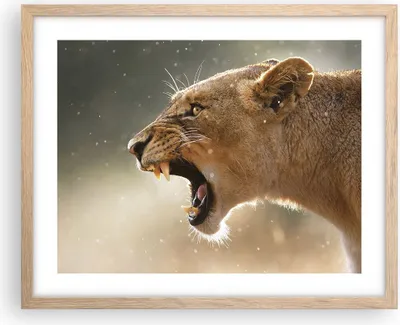 Produktbild von Gerahmtes Poster - Rahmen in heller Eiche - Löwe Löwin Reißzähne - 50x40 cm - Wand Bild - Wanddeko - Wandbilder - Wandposter - Bilderrahmen - Bilder - Kunstdruck - Wandbild - P2NAA50x40-4137