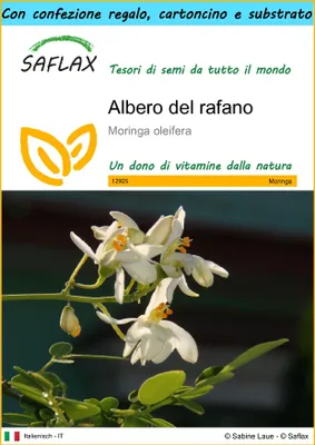 Immagine prodotto di SAFLAX Set regalo - Albero del rafano  - 10 semi - Moringa