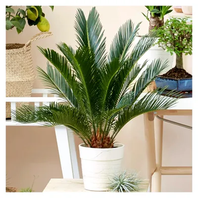 Produktbild von Cycas revoluta Sagopalmfarn | Ideal für Zuhause oder das Büro | 30 – 40 cm mit Topf