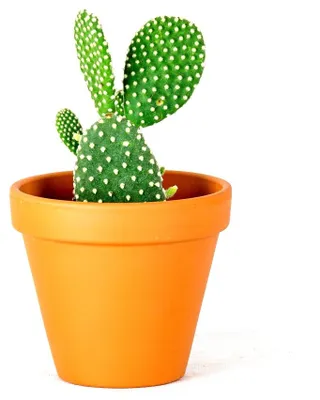 Obrázek produktu pro Gardners Opuntia, průměr 6 cm