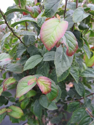 Produktbild von Parrotia persica Persian Spire - Persischer Eisenholzbaum - 80-100cm