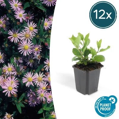 Image de Aster ageratoides 'Asran' | 12 pièces - 10-25cm - Ø9cm - Plante de jardin