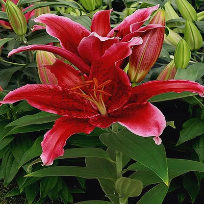 Immagine prodotto di Lilia orientale Red Flash 1 pz. Lilie bulbi di giglio bulbi Profumati