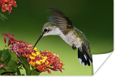 Produktbild von MuchoWow® Poster Kolibri - Blume - Vogel 90x60 cm - Schlafzimmer