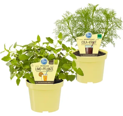 Produktbild von Limonadenkräuter-Duo 1x Cola-Kraut + 1x LimonadenkrautKräuterpflanzen im 12cm Topf