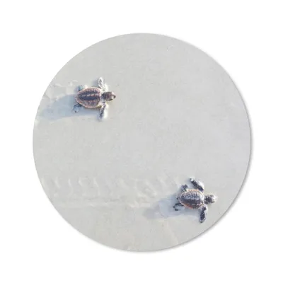 Produktbild von MuchoWow® Mauspad Mousepad Zwei kleine Schildkröten 20x20 cm - Mousepads - Maus Mat - Pad - Mausunterlage - Schreibtischmatte