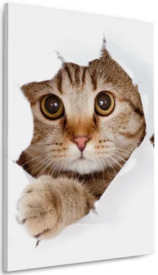 Produktbild von Wallario Premium Leinwandbild Katze mit Blick nach vorn in Größe 60 x 90 cm