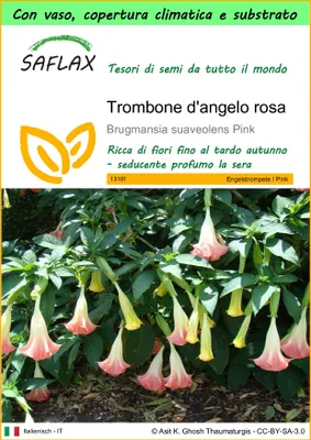 Immagine prodotto di SAFLAX Garden to go - Trombone d'angelo rosa - 10 semi - Brugmansia