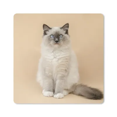 Produktbild von MuchoWow® Mauspad Mousepad Katze - Siamese - Porträt - Mädchen - Kinder - Jungen - Kinder 20x20 cm - Mousepads - Maus Mat - Pad - Mausunterlage - Desk Mat - Bureauartikeln