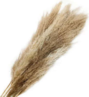 Produktbild von Pampasgras (Cortaderia Selloana) - 5 Stück Bouquet
