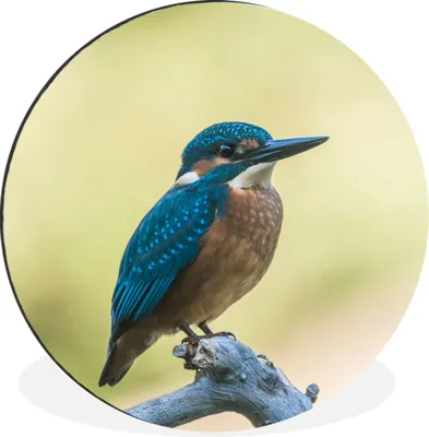 Produktbild von MuchoWow® Aluminium Wandkreis Eisvogel - Zweig - Vogel Ø 30 cm Wanddeko Modern Wohnzimmer - Wand Bild - Wohnzimmer - Runde Bilder - Alubilder - Kunst für zu Hause - Aluminium - Wanddekoration