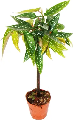 Produktbild von Tamaya-Begonie - Begonia albopicta - Begonien-Stämmchen - 9cm Topf
