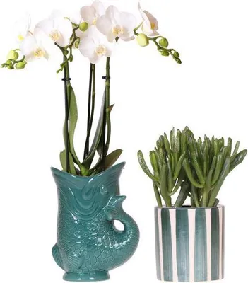 Produktbild von Phalaenopsis Orchidee Amabilis Weiß & Crassula Hobbit Ø9cm Zimmerpflanze Blüten