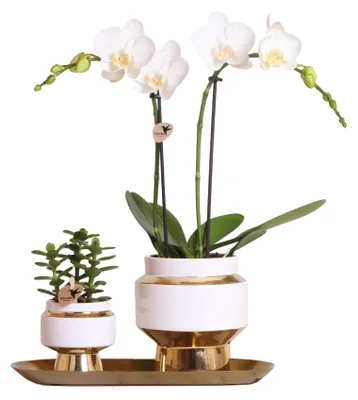 Obrázok produktu pre Kolibri Company - Sada bielej orchidey a sukulentu na zlatom podnose