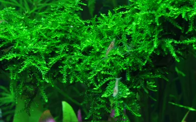 Produktbild von Aquarium Pflanze In Vitro 1 Moos Vesicularia ferriei 'Weeping' Christmas 003B TC