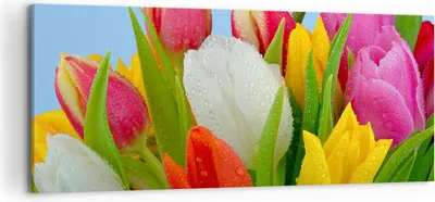 Produktbild von Bild auf Leinwand - Leinwandbild - Tulpen Blumenstrauß Blumen Tau - 120x50cm - Wand Bild - Wanddeko - Leinwanddruck - Bilder - Kunstdruck - Wanddekoration - Leinwand bilder - Wandkunst - AB120x50-2526