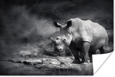 Produktbild von MuchoWow® Poster Rhinozeros - Natur - Gras - Schwarz - Weiß 120x80 cm - Bilder