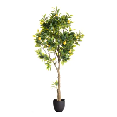 Obrázek produktu pro Citroník 146cm