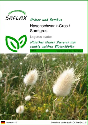 Produktbild von SAFLAX - Hasenschwanz-Gras / Samtgras - Lagurus ovatus - 100 Samen