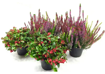 Produktbild von Enseleits Winterheide & Scheinbeere   im 4er Set , Besenheide, Calluna Vulgaris,  Beauty Ladys
