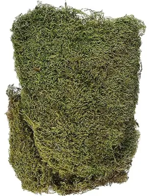 Imagen del producto de Plancha de espuma seca, 100 gramos