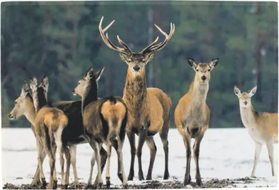 Image de Tapis d'hiver pour troupeaux de cerfs