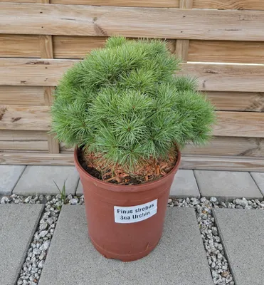 Zdjęcie produktu dla Pinus strobus 'Sea Urchin' – Sosna wejmutka C10