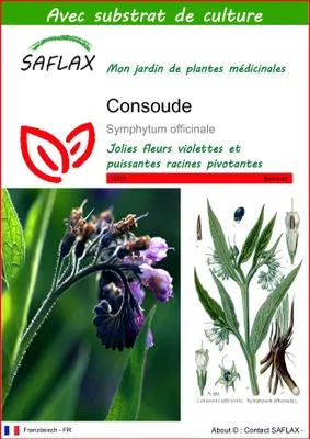 Image de SAFLAX  - Consoude - 15 graines - Avec substrat - Symphytum